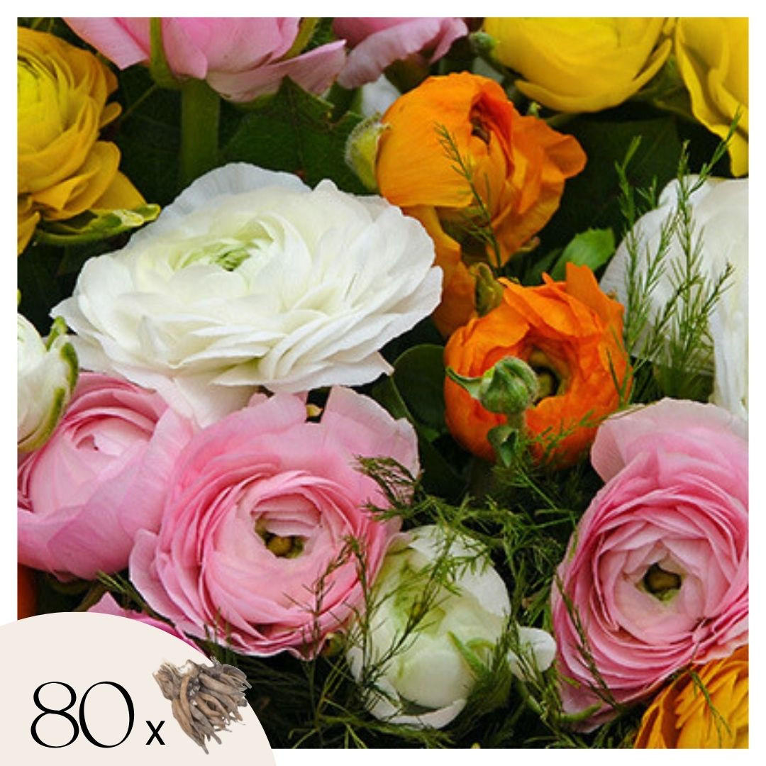 Buttercups - 80 pcs. - Ranunculus - Flower Bulbs