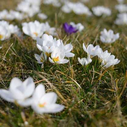 Crocus bulbs - 30 pcs. - Crocus 'White' - Flower Bulbs - White