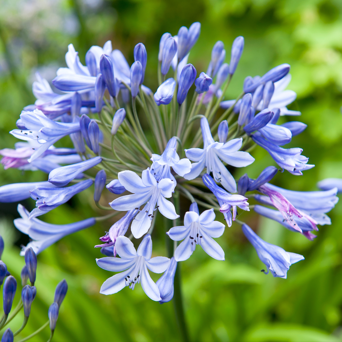 African Lily - 6 pcs. - Agapanthus africanus - Root balls - Blue