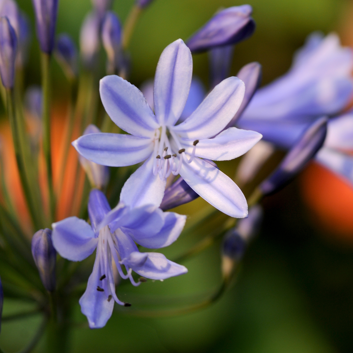 African Lily - 6 pcs. - Agapanthus africanus - Root balls - Blue