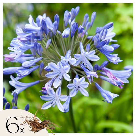 African Lily - 6 pcs. - Agapanthus africanus - Root balls - Blue