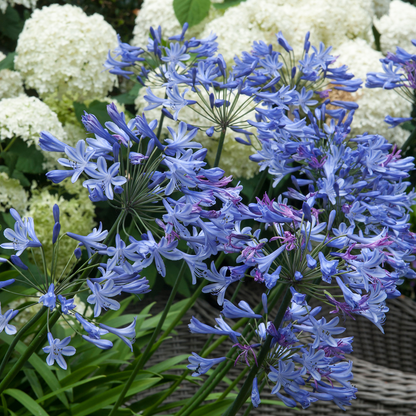 African Lily - 6 pcs. - Agapanthus 'africanus', 'orientalis' - Root balls
