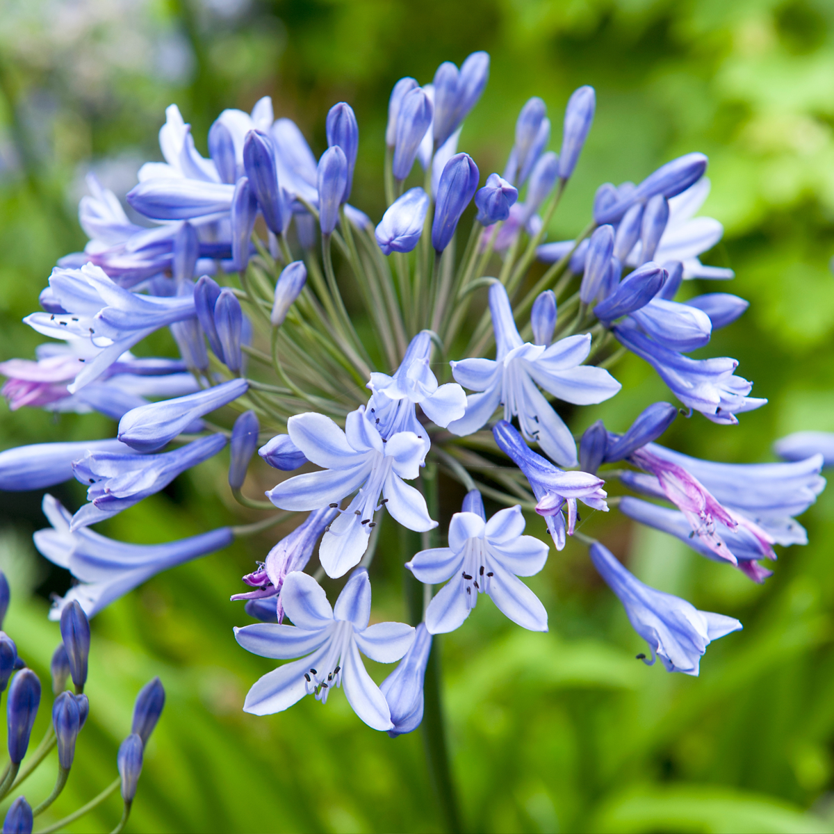 African Lily - 6 pcs. - Agapanthus 'africanus', 'orientalis' - Root balls