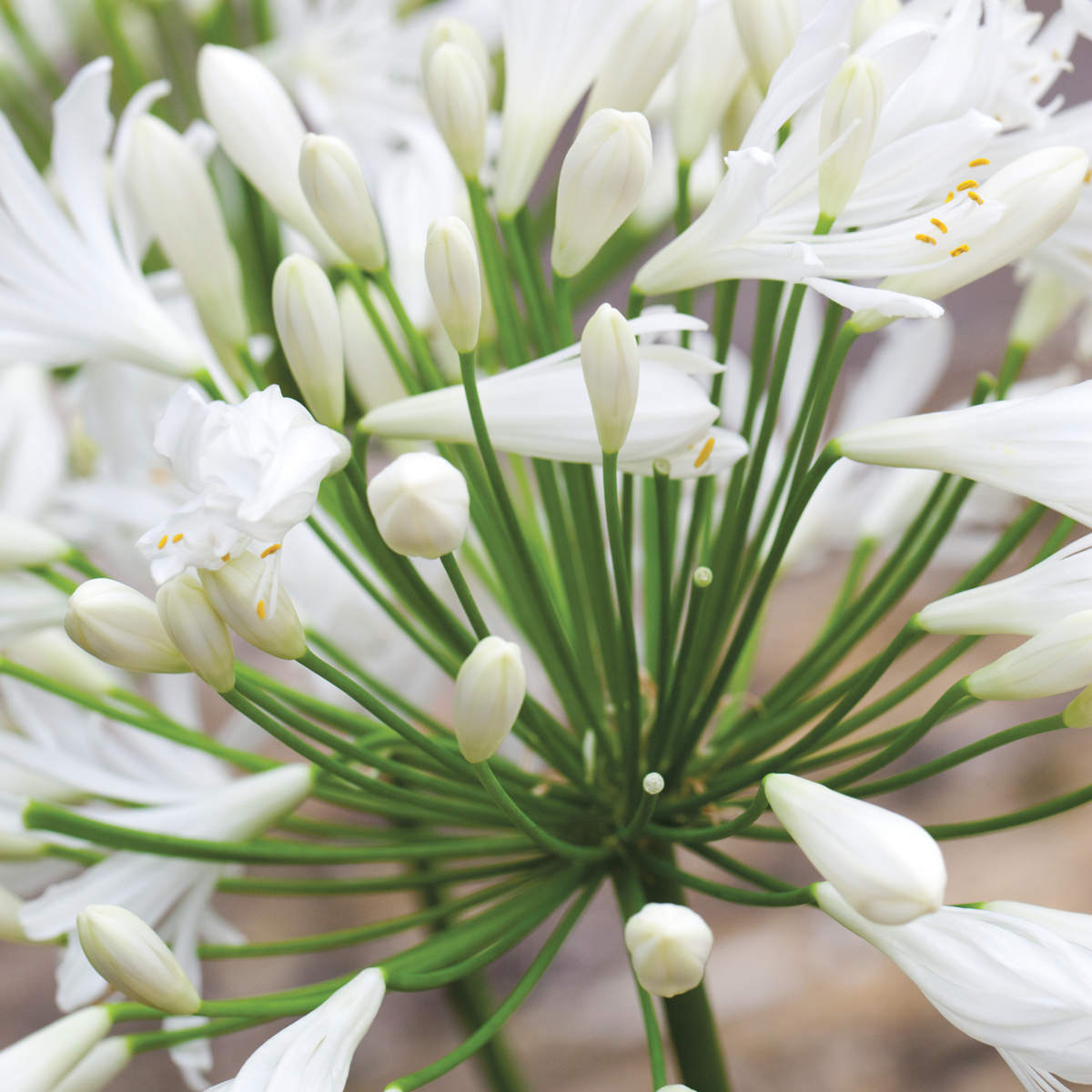 African Lily - 6 pcs. - Agapanthus 'africanus', 'orientalis' - Root balls