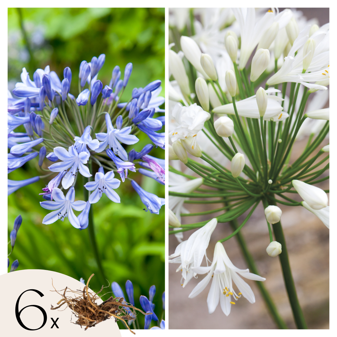 African Lily - 6 pcs. - Agapanthus 'africanus', 'orientalis' - Root balls