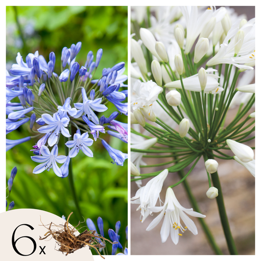 African Lily - 6 pcs. - Agapanthus 'africanus', 'orientalis' - Root balls