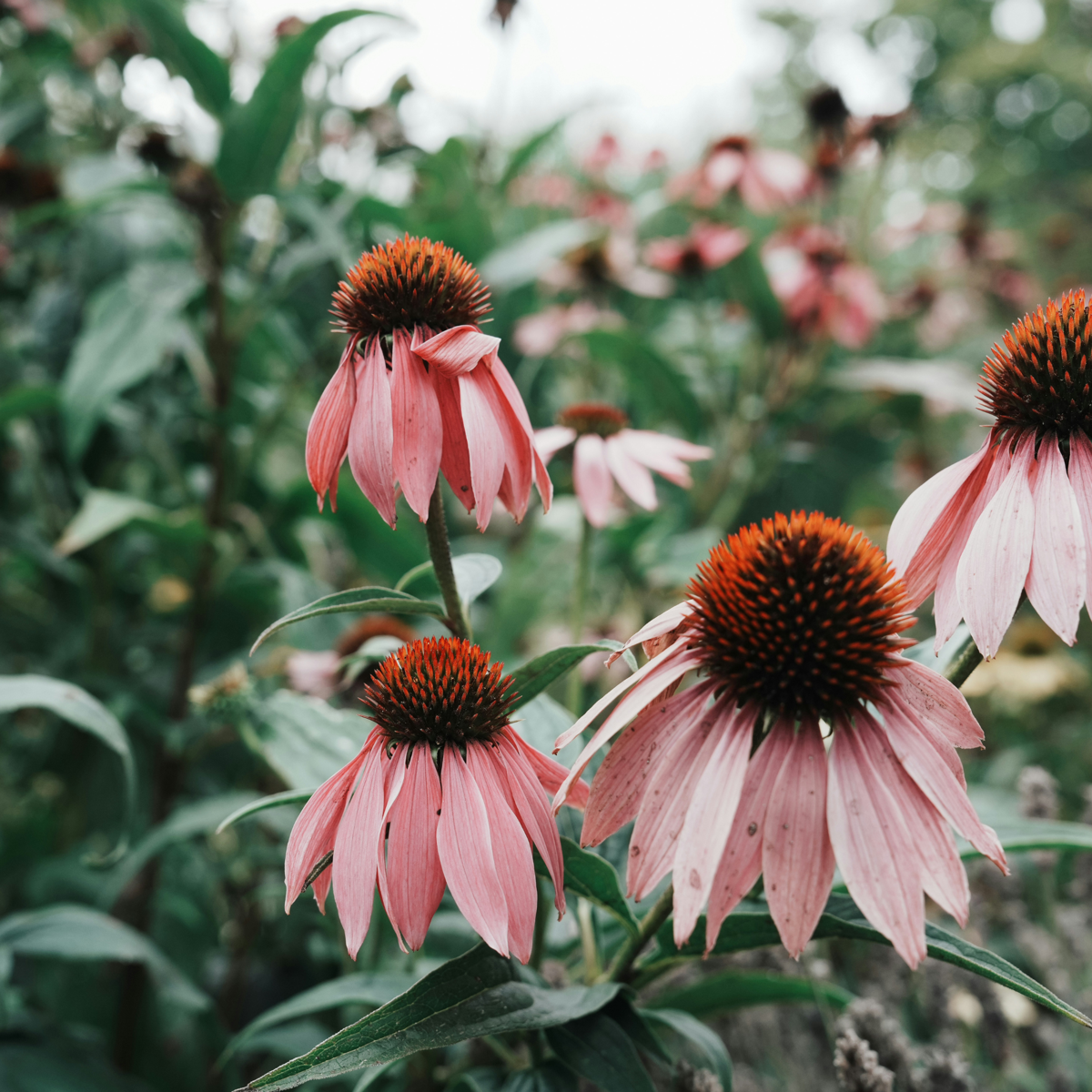 Coneflower - 6 pcs. - Echinacea Mix - Root balls