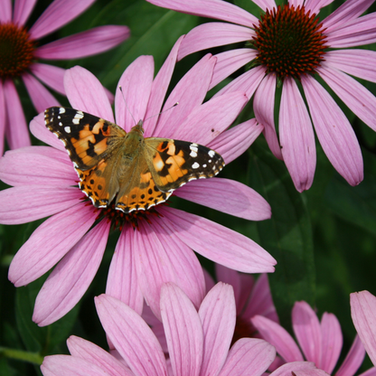 Coneflower - 10 pcs. - Echinacea purpurea - Root balls - Pink