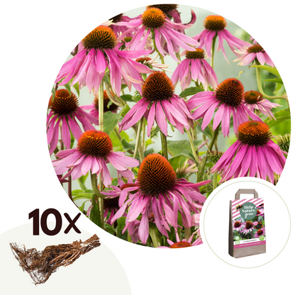 Coneflower - 10 pcs. - Echinacea purpurea - Root balls - Pink
