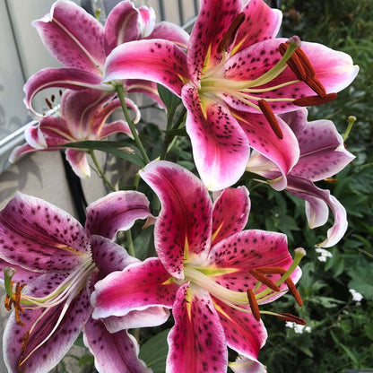 Lily - 6 pcs. - Lilium orientalis 'Stargazer' - Root balls - Pink