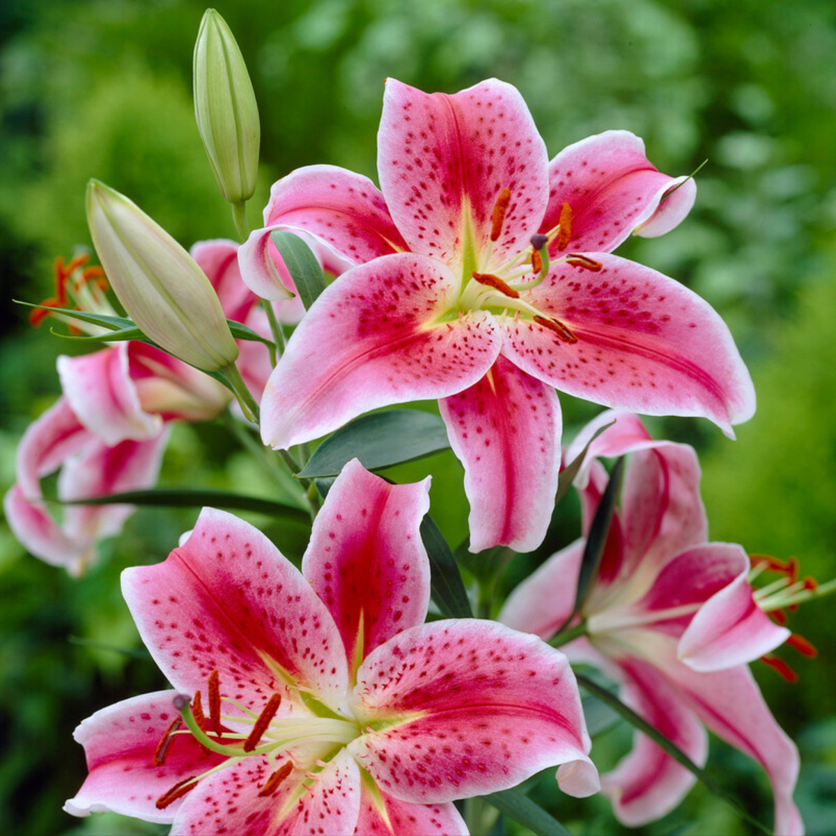 Lily - 6 pcs. - Lilium orientalis 'Stargazer' - Root balls - Pink