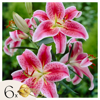 Lily - 6 pcs. - Lilium orientalis 'Stargazer' - Root balls - Pink