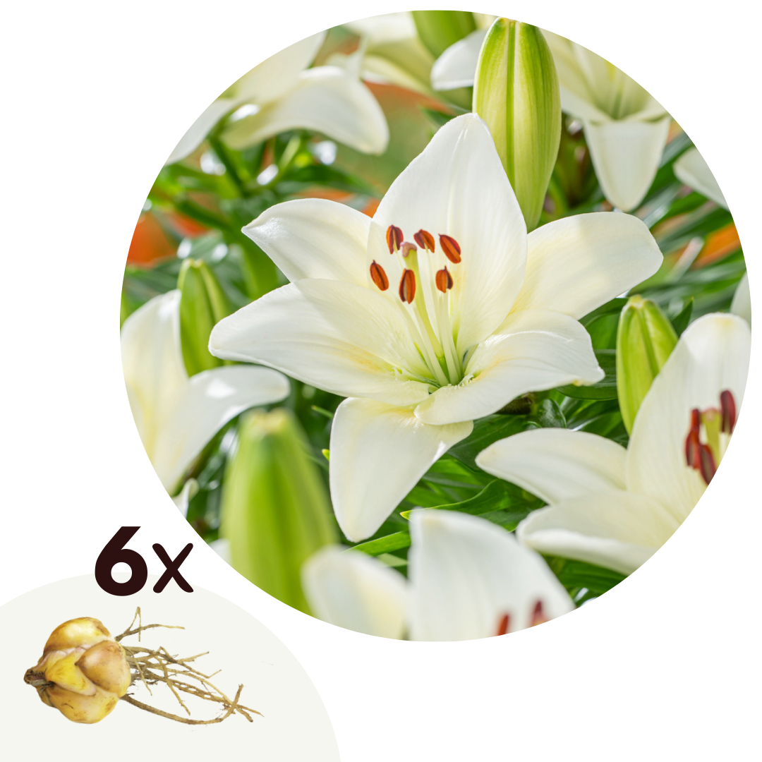 Lily - 6 pcs. - Lilium asiatic 'Happy Ice' - Root balls - White