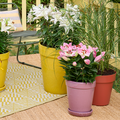 Lily - 10 pcs. - Lilium orientalis - Root balls