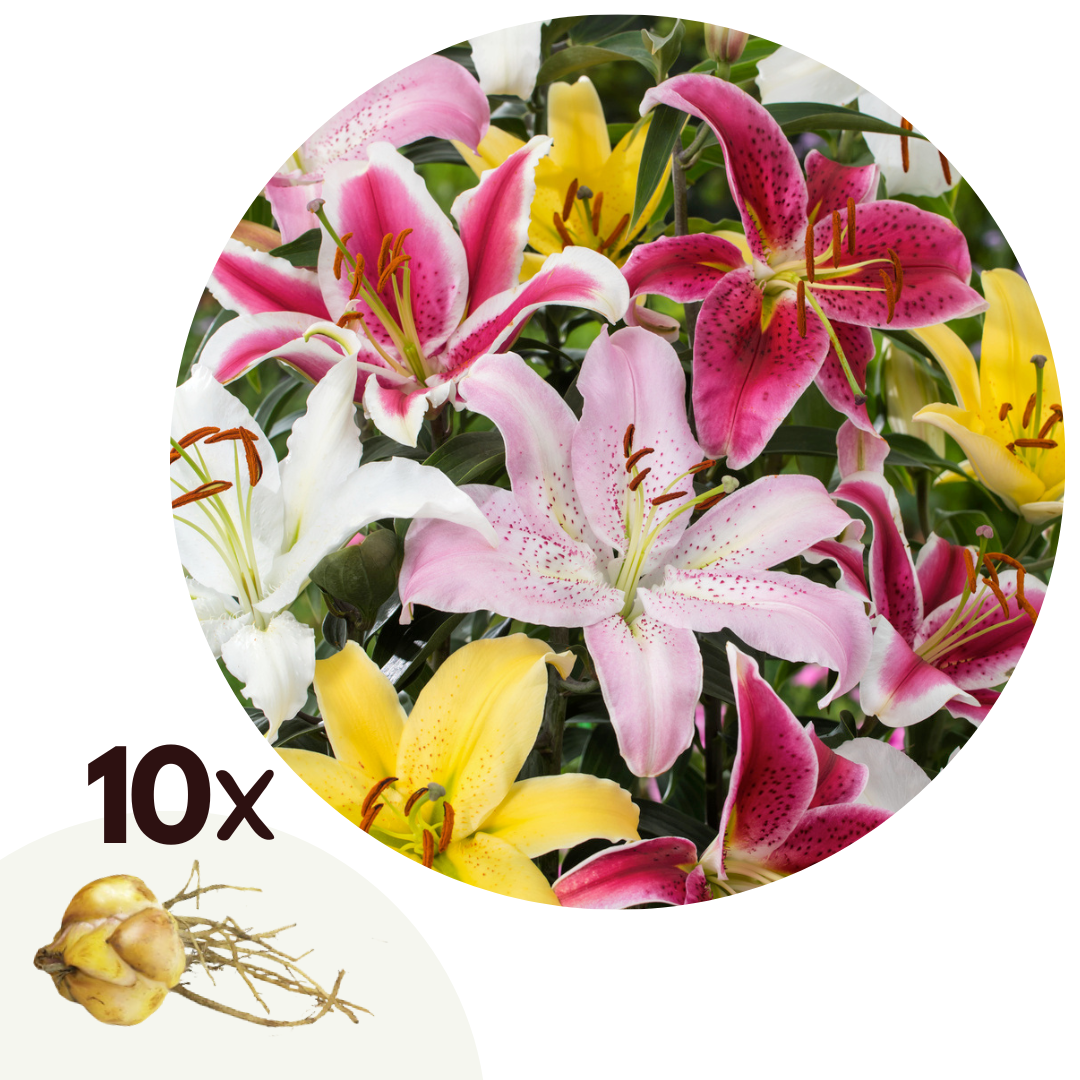 Lily - 10 pcs. - Lilium orientalis - Root balls