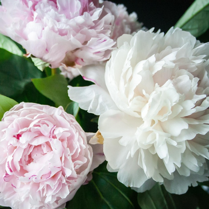 Peony - 2 pcs. - Paeonia - Root balls - Pink