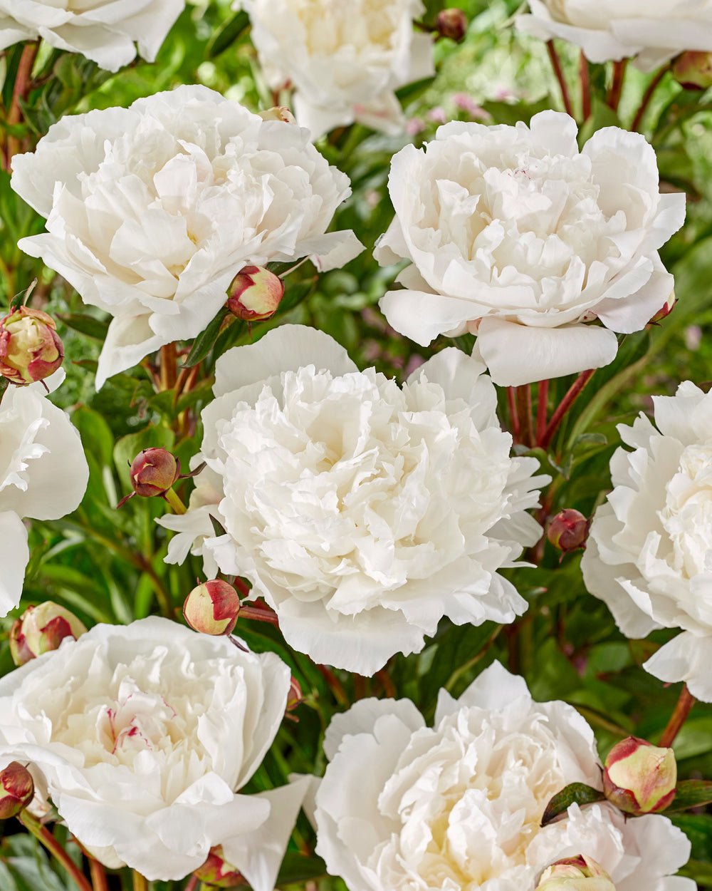 Peony - 2 pcs. - Paeonia - Root balls - Pink