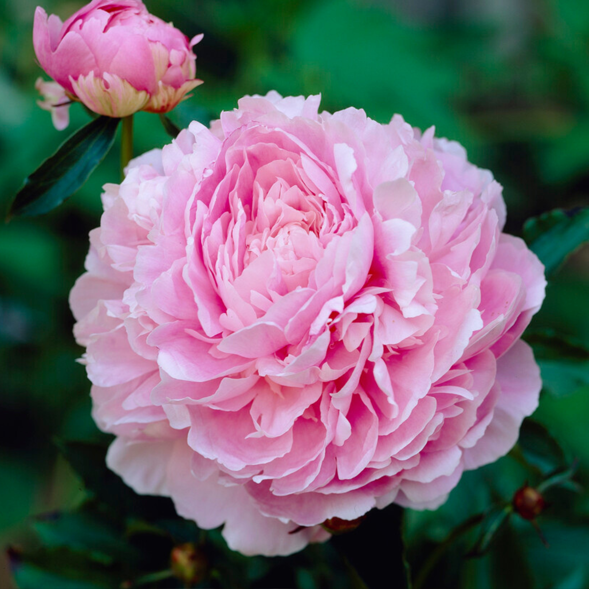 Peony - 2 pcs. - Paeonia - Root balls - Pink