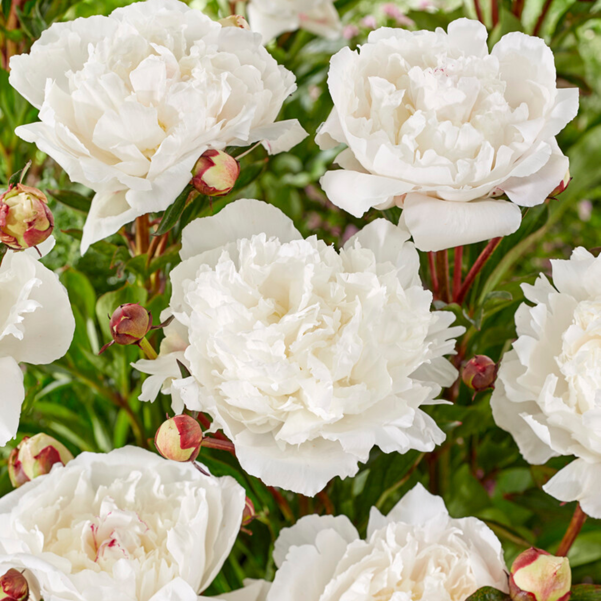 Peony - 2 pcs. - Paeonia - Root balls - Pink