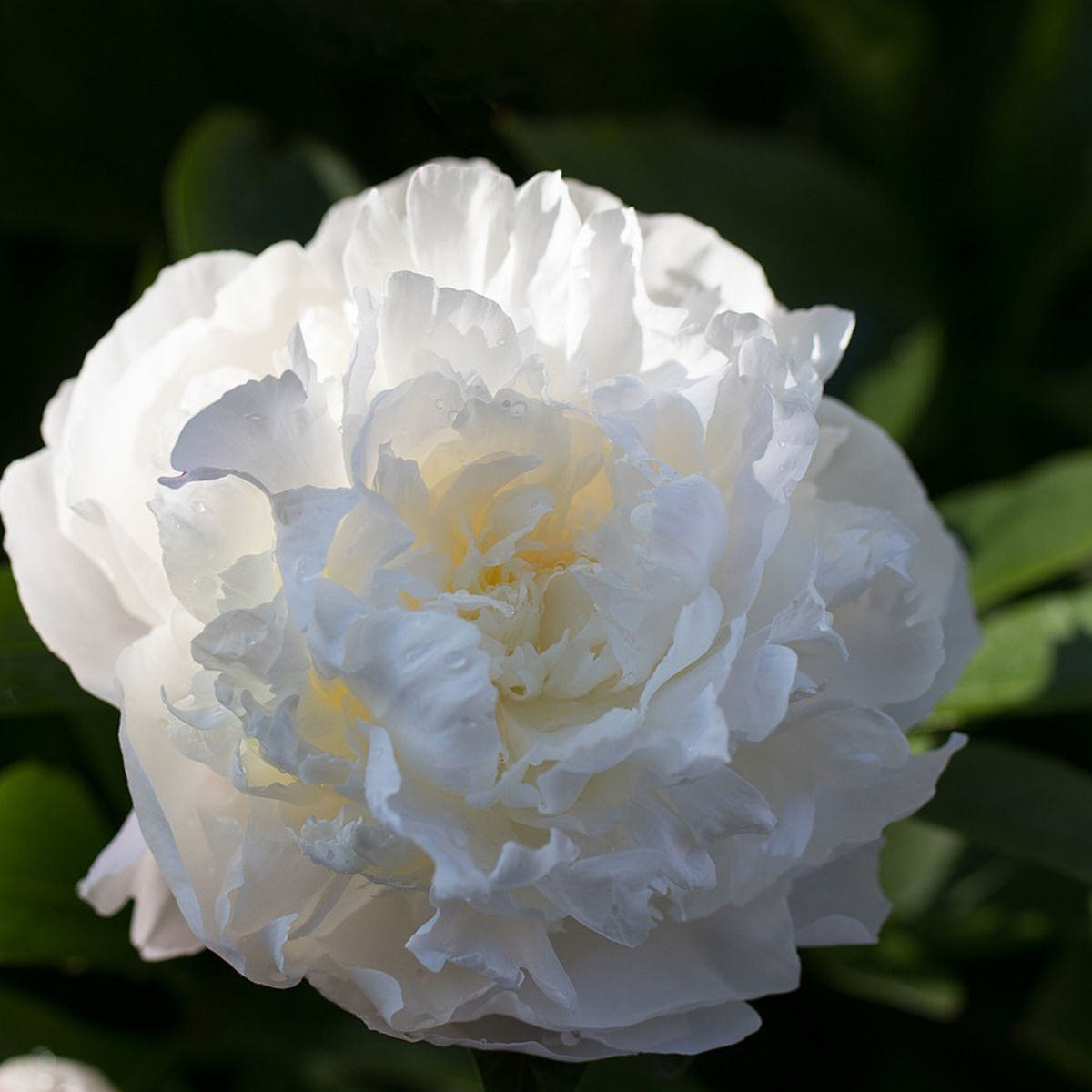 Peony - 2 pcs. - Paeonia 'Duchesse de Nemours' - Root balls - White