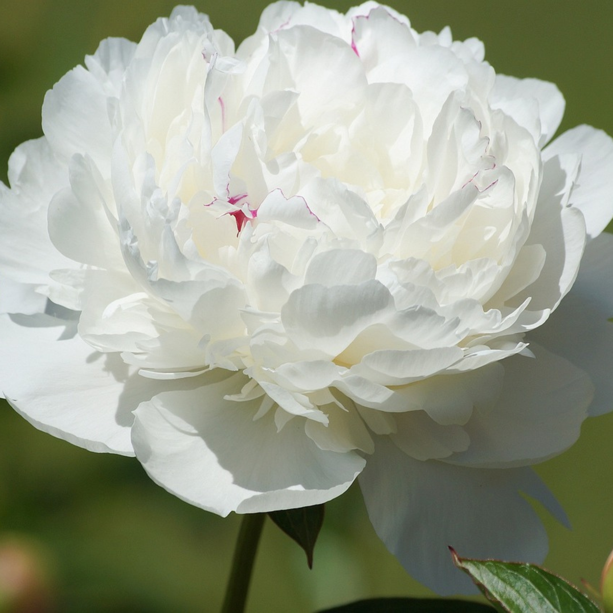 Peony - 2 pcs. - Paeonia 'Duchesse de Nemours' - Root balls - White