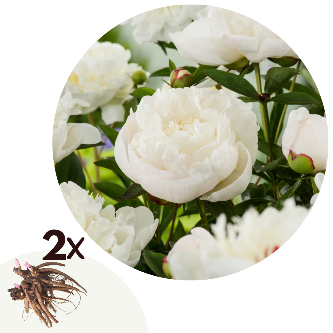 Peony - 2 pcs. - Paeonia 'Duchesse de Nemours' - Root balls - White