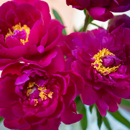 Peony - 2 pcs. - Paeonia 'Karl Rosenfield' - Root balls - Pink