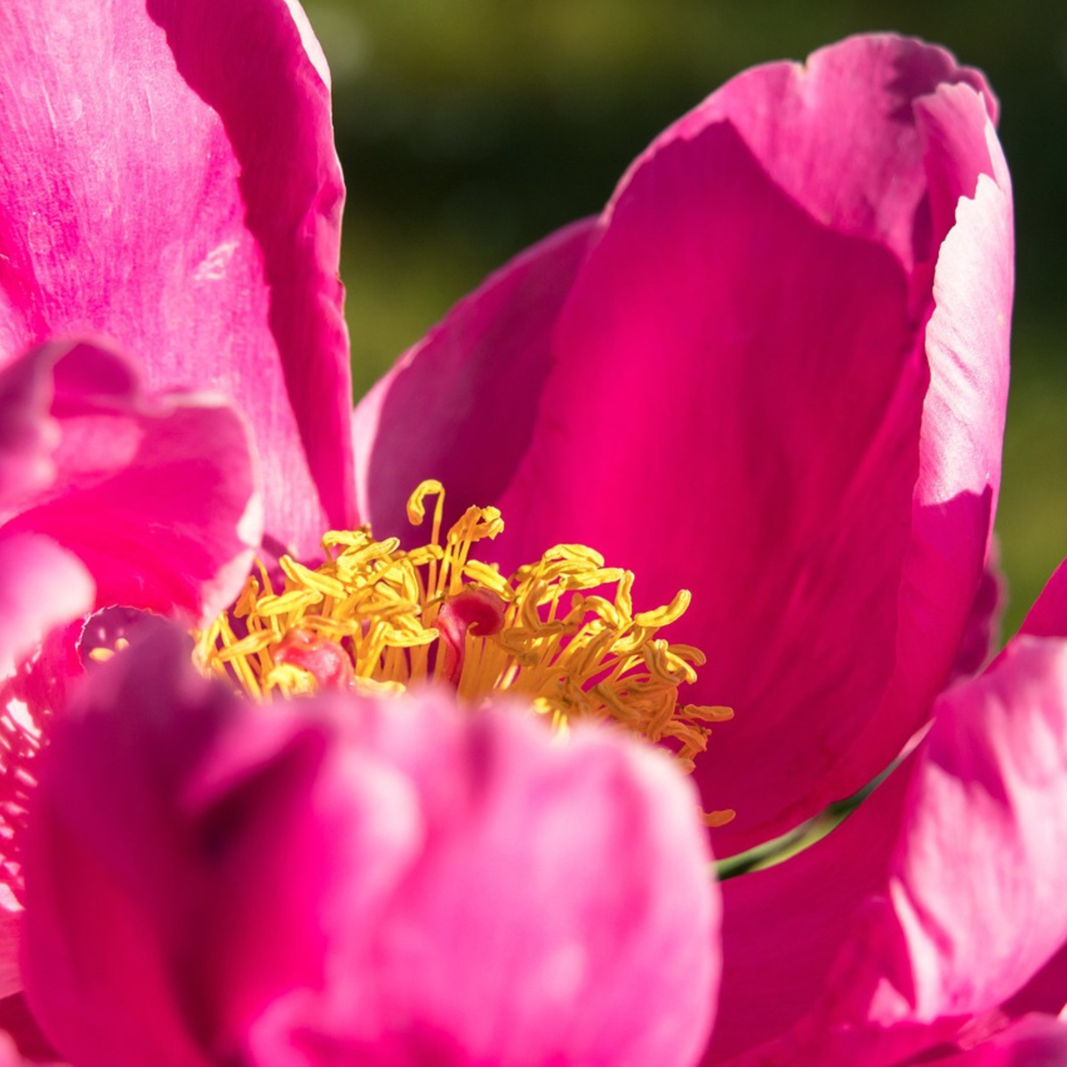 Peony - 2 pcs. - Paeonia 'Karl Rosenfield' - Root balls - Pink