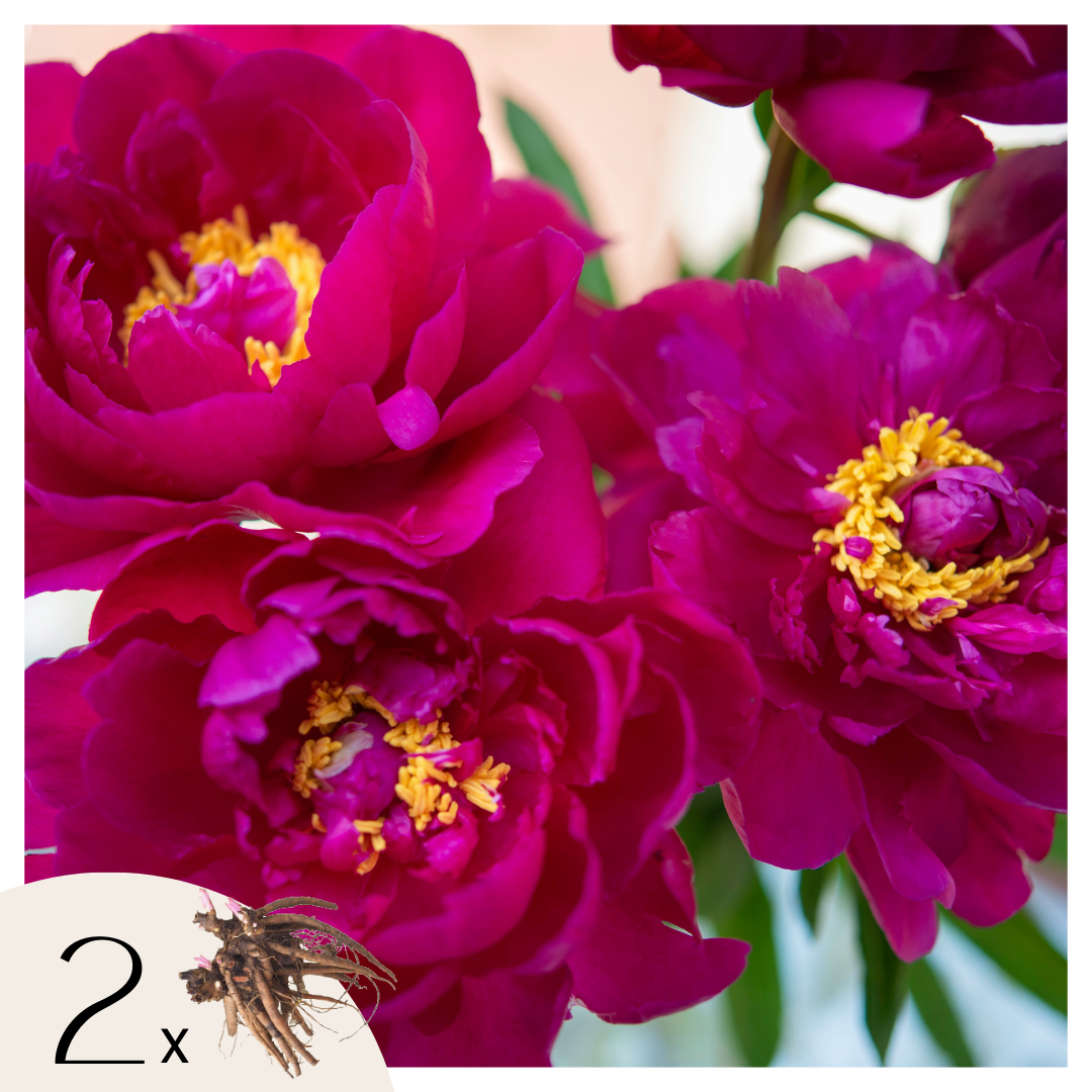 Peony - 2 pcs. - Paeonia 'Karl Rosenfield' - Root balls - Pink