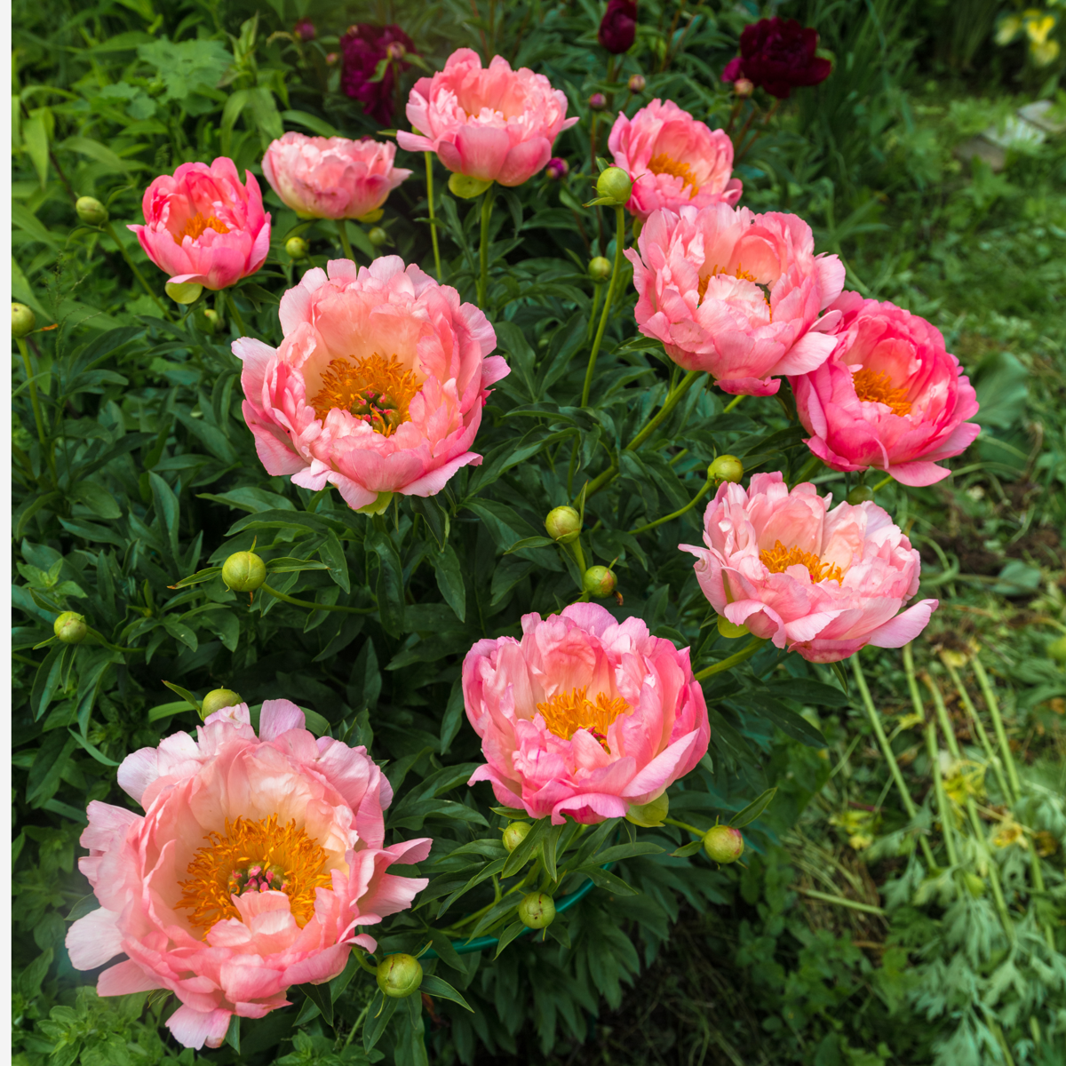 Peony - 2 pcs. - Paeonia 'Pink Hawaiian Coral' - Root balls - Pink