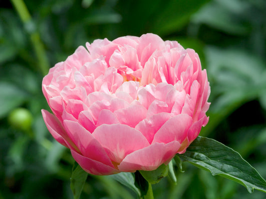 Peony - 2 pcs. - Paeonia 'Pink Hawaiian Coral' - Root balls - Pink