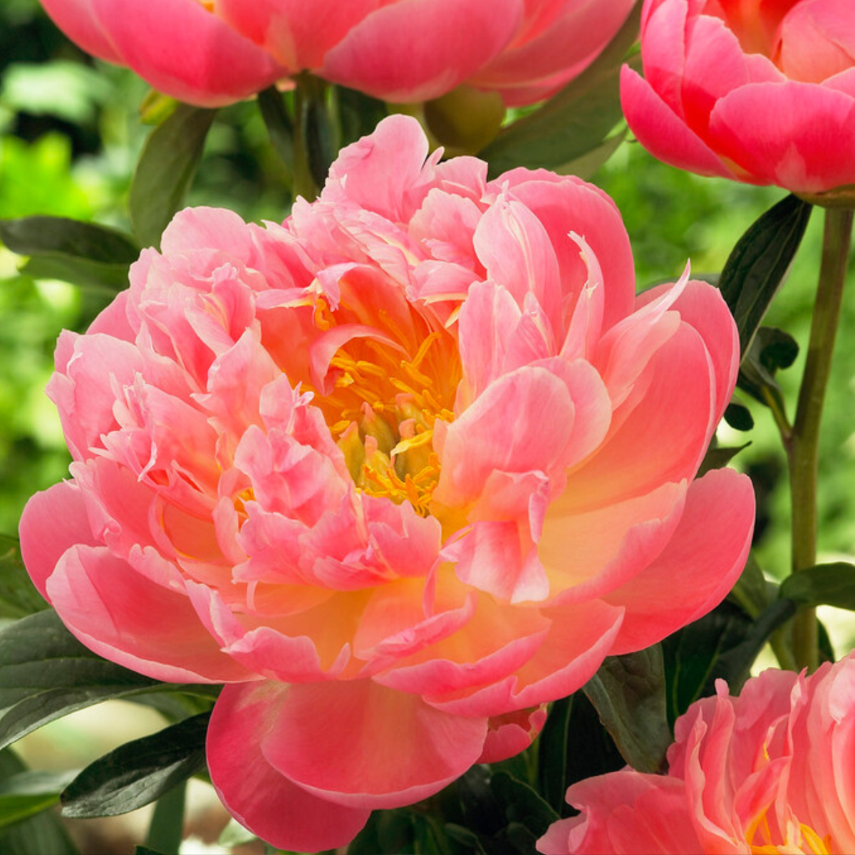 Peony - 2 pcs. - Paeonia 'Pink Hawaiian Coral' - Root balls - Pink