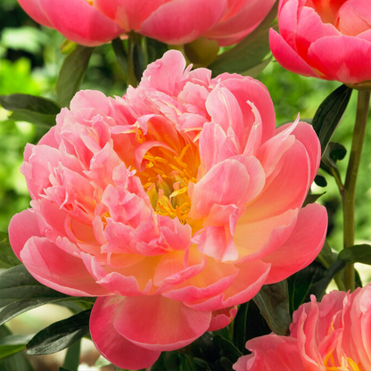 Peony - 2 pcs. - Paeonia 'Pink Hawaiian Coral' - Root balls - Pink