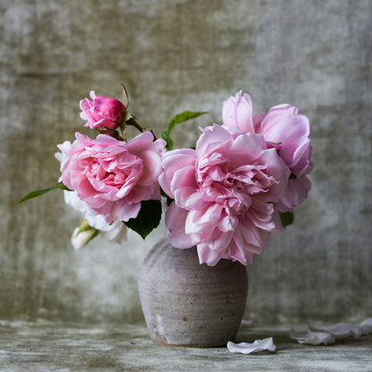 Peony - 2 pcs. - Paeonia 'Sarah Bernhardt' - Root balls - Pink