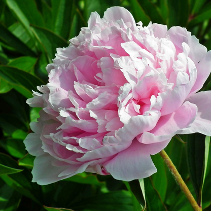 Peony - 2 pcs. - Paeonia 'Sarah Bernhardt' - Root balls - Pink