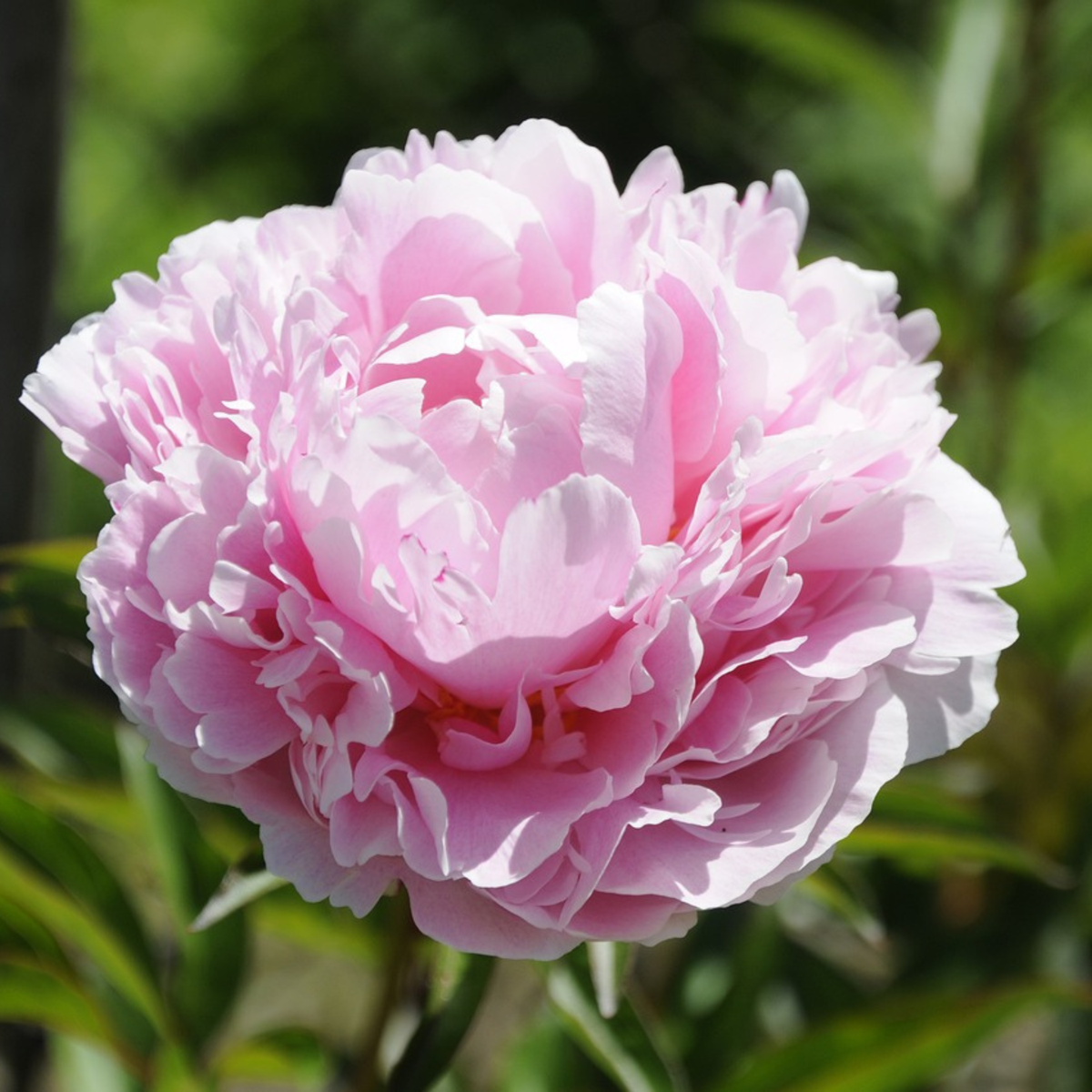 Peony - 2 pcs. - Paeonia 'Sarah Bernhardt' - Root balls - Pink