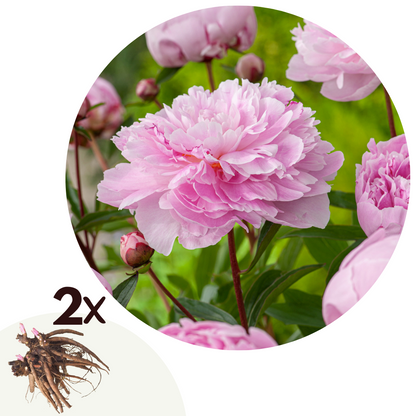 Peony - 2 pcs. - Paeonia 'Sarah Bernhardt' - Root balls - Pink