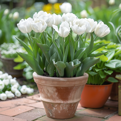 Tulip bulbs - 14 pcs. - Tulipa 'Mondial' - Flower Bulbs