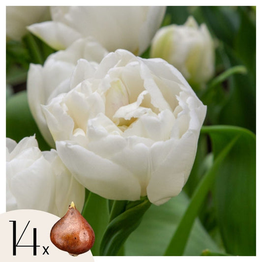 Tulip bulbs - 14 pcs. - Tulipa 'Mondial' - Flower Bulbs