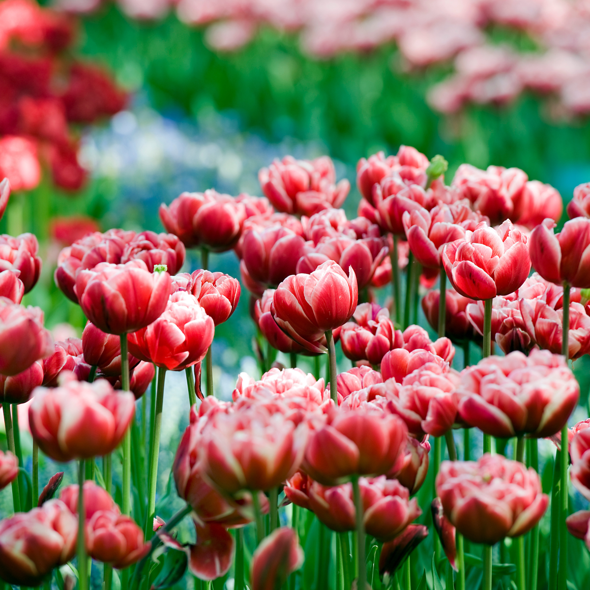 Tulip bulbs - 15 pcs. - Tulipa 'Drumline' - Flower Bulbs - Pink
