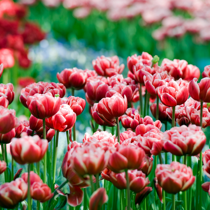 Tulip bulbs - 15 pcs. - Tulipa 'Drumline' - Flower Bulbs - Pink
