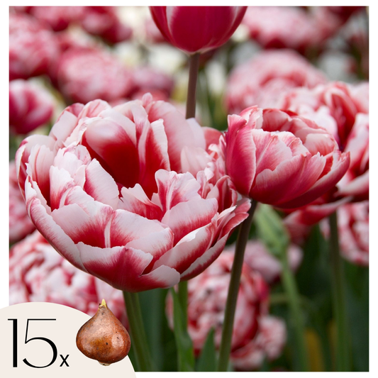 Tulip bulbs - 15 pcs. - Tulipa 'Drumline' - Flower Bulbs - Pink