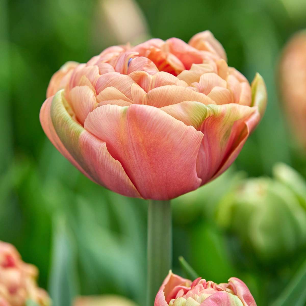 Tulip bulbs - 15 pcs. - Tulipa 'Copper Image' - Flower Bulbs