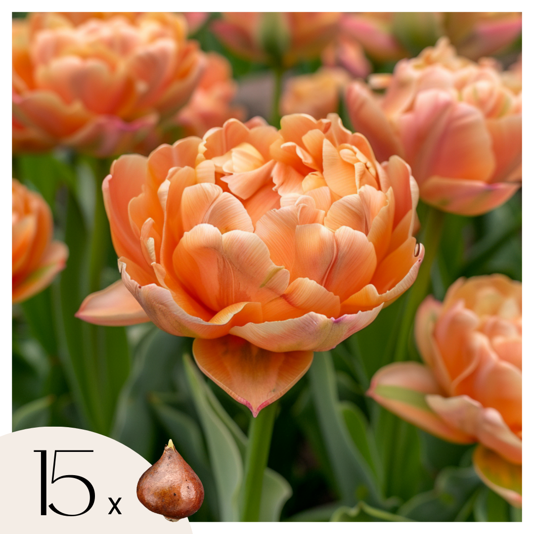 Tulip bulbs - 15 pcs. - Tulipa 'Copper Image' - Flower Bulbs