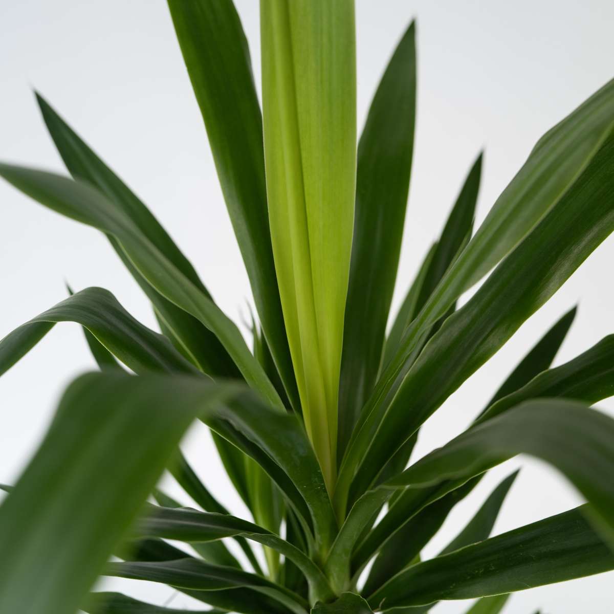 Common Yucca - Yucca elephantipes - Height 50-60cm - ⌀14cm