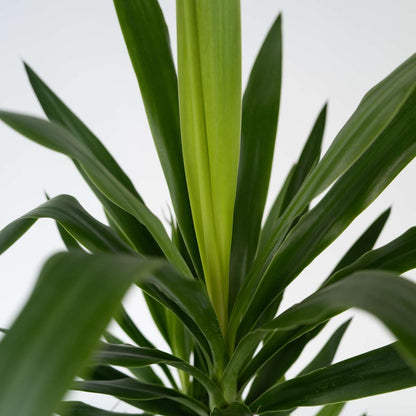 Common Yucca - 6 pcs. - Yucca elephantipes - Height 50-60cm - ⌀14cm