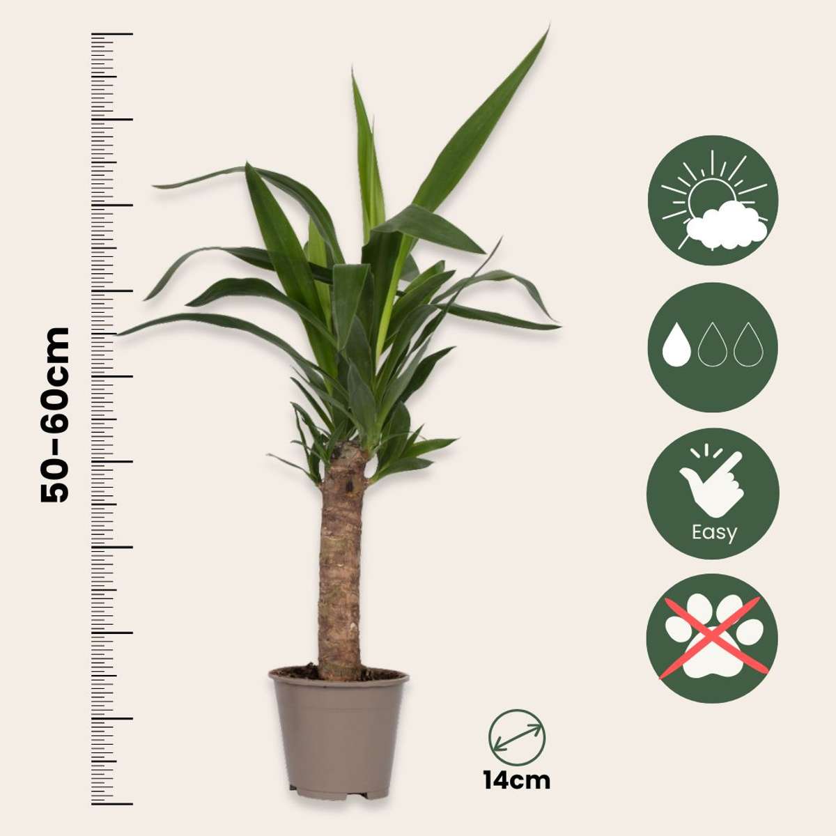 Common Yucca - 6 pcs. - Yucca elephantipes - Height 50-60cm - ⌀14cm