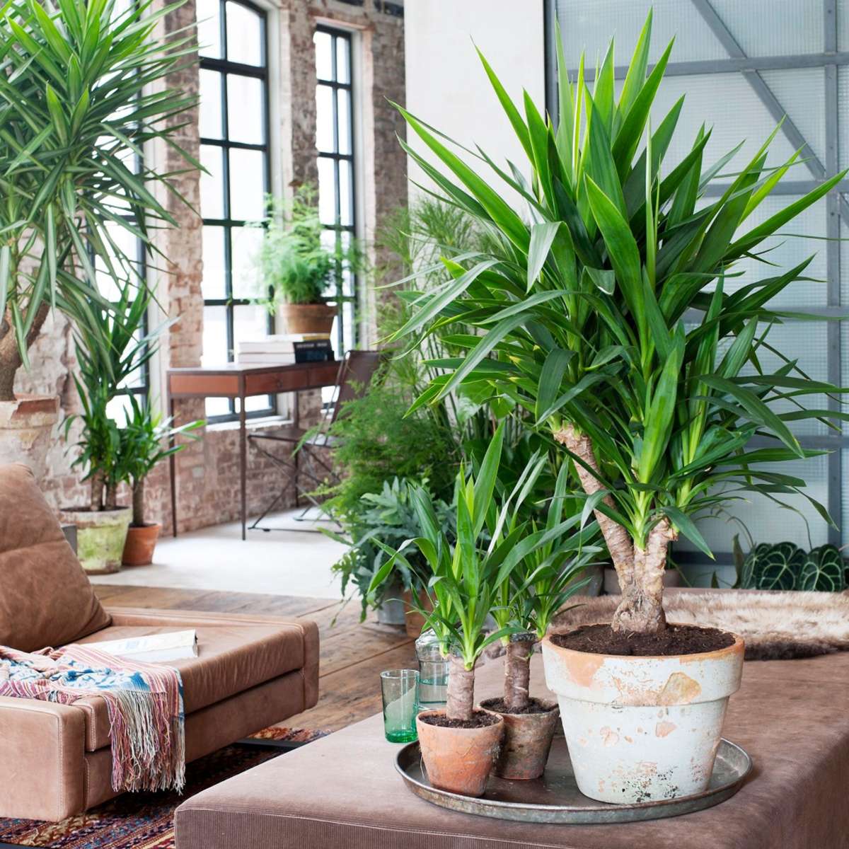 Common Yucca - Yucca elephantipes - Height 70-80cm - ⌀17cm