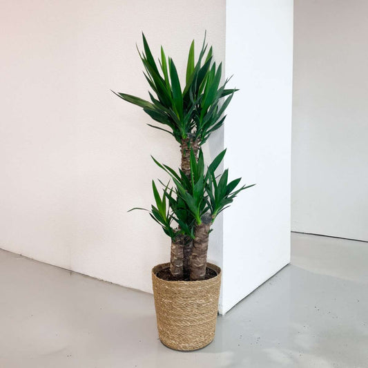 Common Yucca - Yucca elephantipes - Height 70-80cm - ⌀21cm