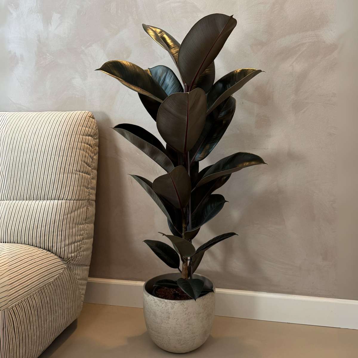 Rubber Plant - Ficus Elastica 'Abidjan' - Height 75-100cm - ⌀24cm